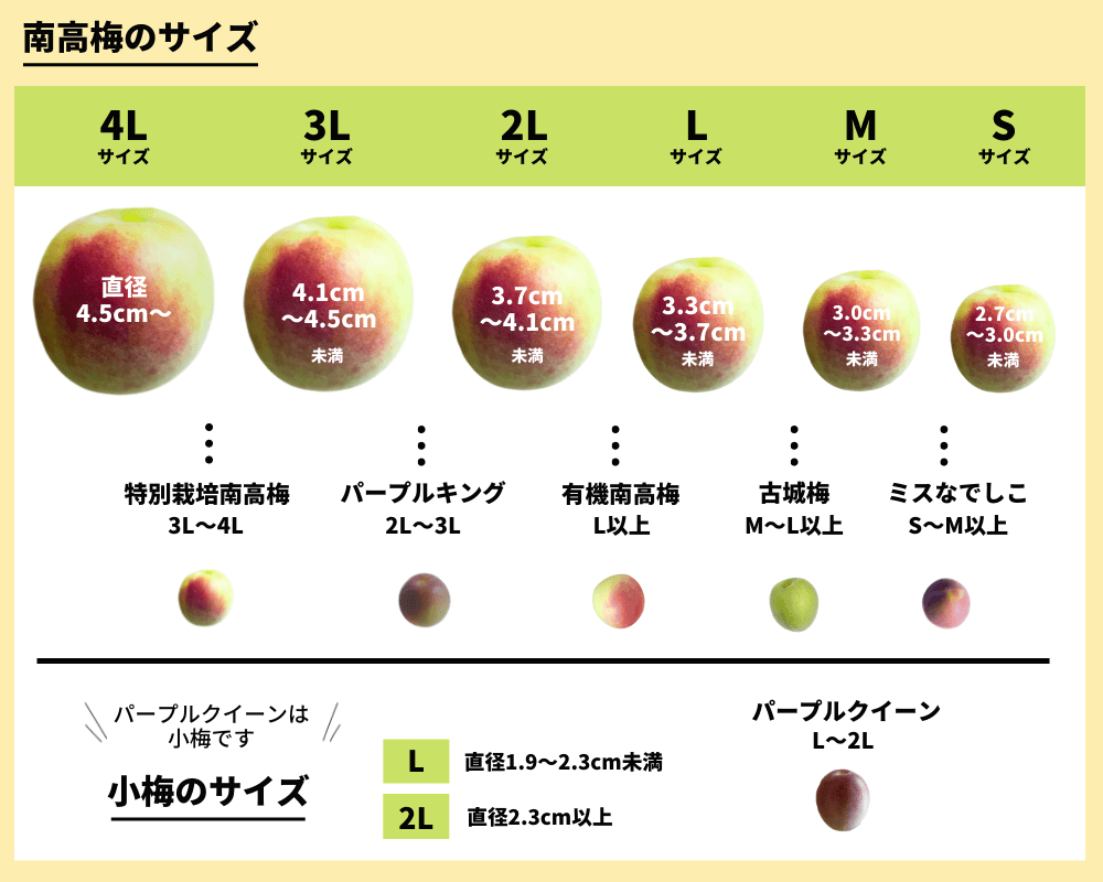 手づくり梅しごとキット22 チョーヤ梅酒通信販売 蝶矢庵